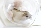 Calming Bird Ornament Hanging