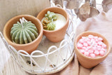 Garden Clay Pots