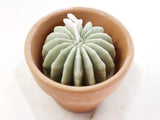 Garden Clay Pots